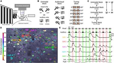 Estimating How Sounds Modulate Orientation Representation in the Primary Visual Cortex Using Shallow Neural Networks